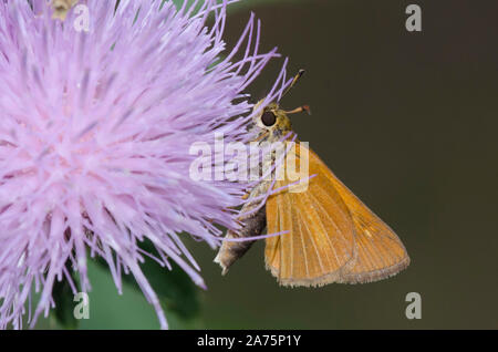 Dion Skipper, Euphyes dion, nectaring su thistle, Cirsium sp. Foto Stock