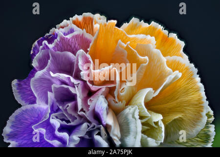 Arcobaleno colorato Garofani Close Up che mostra le delicate venature in ciascuno Foto Stock