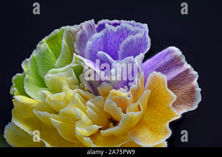 Arcobaleno colorato Garofani Close Up che mostra le delicate venature in ciascuno Foto Stock