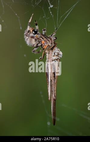 Avvistato Orb Weaver, Neoscona crucifera, alimentando il catturato grasshopper preda Foto Stock