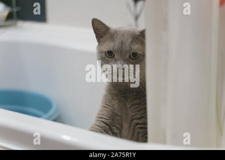 British Shorthair cat pigoli da dietro il bordo del bagno Foto Stock