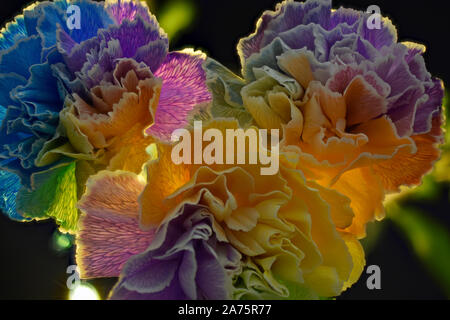 Arcobaleno colorato Garofani Close Up che mostra le delicate venature in ciascuno Foto Stock