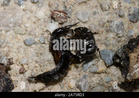 Red-spotted Rove Beetle, Platydracus fossator, attaccando dung beetle, Canthon sp. Foto Stock