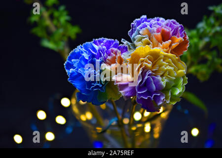 Arcobaleno colorato Garofani Close Up che mostra le delicate venature in ciascuno Foto Stock