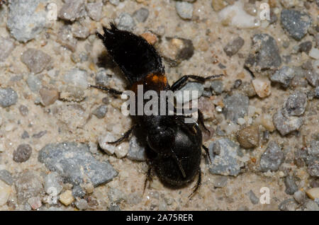 Red-spotted Rove Beetle, Platydracus fossator, attaccando dung beetle, Canthon sp. Foto Stock