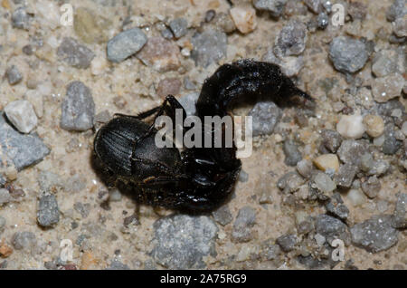 Red-spotted Rove Beetle, Platydracus fossator, attaccando dung beetle, Canthon sp. Foto Stock