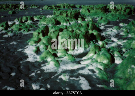 Immagine a infrarossi - alghe scoperte e rabboccato chalk rocce a bassa marea (vicino dumpton gap) - resort di broadstairs - isola di Thanet - kent - Inghilterra - UK Foto Stock