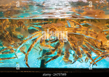 Molti grandi granchio vivi nel serbatoio di acqua Foto Stock