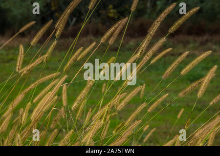 Alte e coppia di coda di volpe erbe con semi in crescita nel campo in una luminosa giornata di sole in autunno Foto Stock