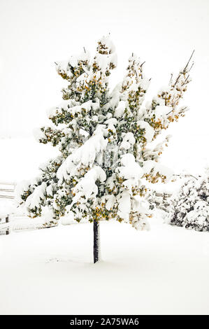 Coperta di neve Acero dopo un inizio di tempesta di neve Foto Stock