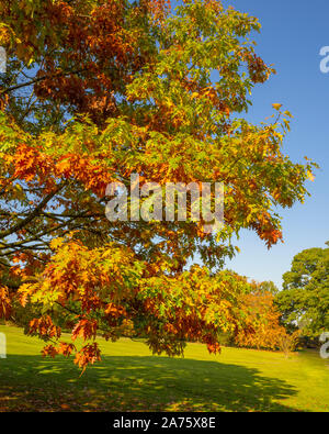 I rami di un albero di quercia in un parco con splendidi fogliame di autunno contro un cielo blu Foto Stock