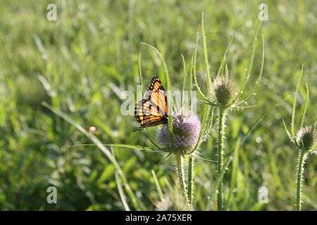 Farfalla monarca sips nettare da un thistle Foto Stock