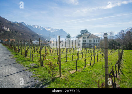 I bellissimi vigneti al di fuori delle cantine del Principe del Liechtenstein cantina in Liechtenstein. Foto Stock