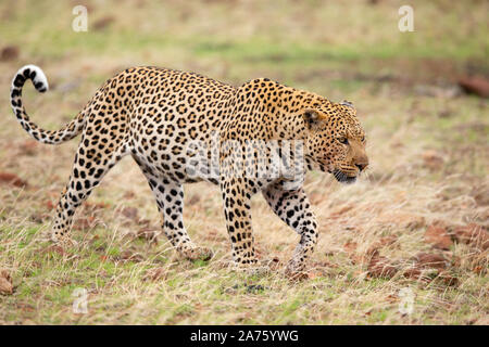 Maschio di Leopard (Panthera pardus) passeggiate, Riserva di Mashatu, Botswana Foto Stock