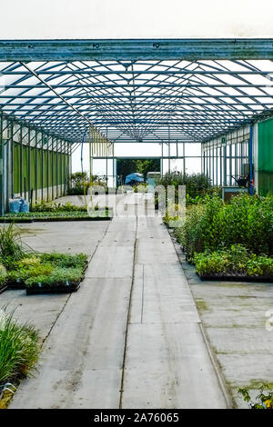 I vassoi di piante sul pavimento di una serra in un giardino vivaio. Foto Stock