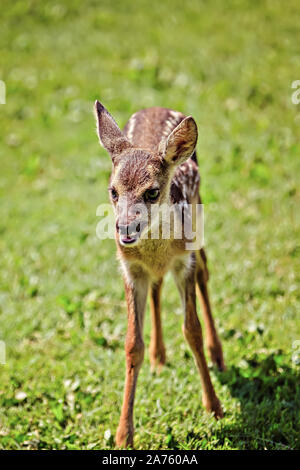 Carino giovane selvatica caprioli Foto Stock