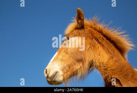 Chestnut puledro di progetto di cavallo con mosche sulla faccia in piedi contro il cielo blu sulla giornata di sole in natura Foto Stock