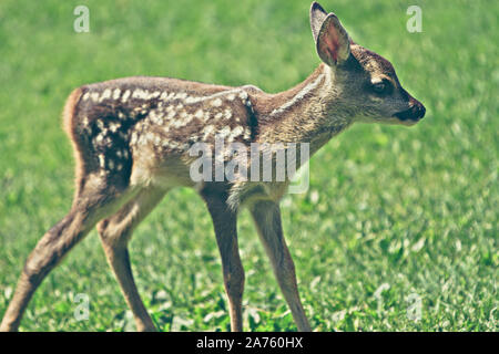 Carino giovane selvatica caprioli Foto Stock