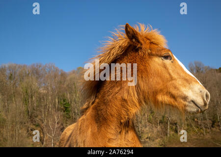 Chestnut puledro di progetto di cavallo con mosche sulla faccia in piedi contro alberi e cielo blu senza nuvole sulla giornata di sole in natura Foto Stock