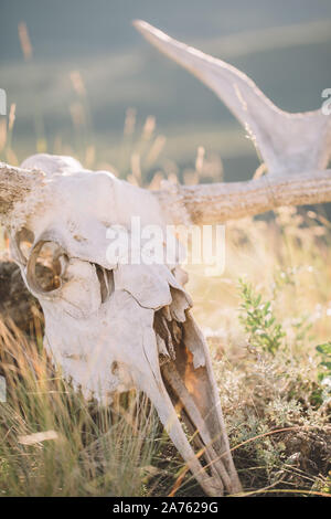 Splendido cranio di cervo, corna di alce, natura, montagne, santuario della foresta closeup Foto Stock