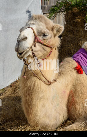 Bactrian camel giace sul fieno Foto Stock