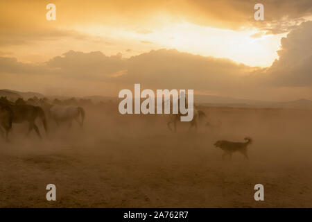 Western cowboy a cavallo con il cane nella nuvola di polvere al tramonto Foto Stock