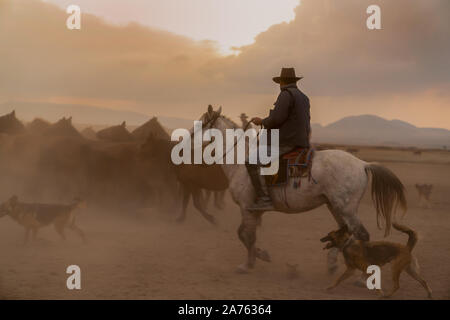 Western cowboy a cavallo con il cane nella nuvola di polvere al tramonto Foto Stock