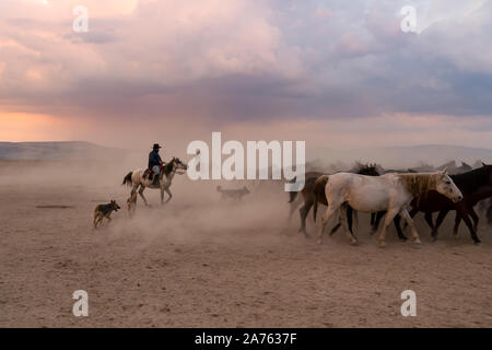 Western cowboy a cavallo con il cane nella nuvola di polvere al tramonto Foto Stock