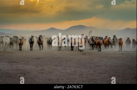 Western cowboy a cavallo con nella nuvola di polvere al tramonto Foto Stock