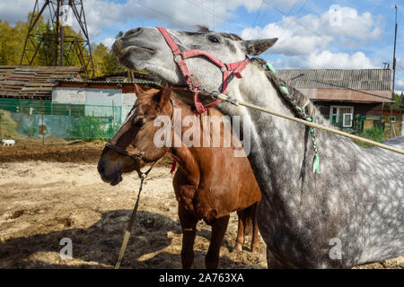 Pezzata grigio e cavalli di castagne con pigtail Foto Stock