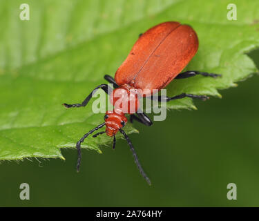 Testa rosso cardinale Beetle (Pyrochroa serraticornis) su Rovo foglie. Tipperary, Irlanda Foto Stock