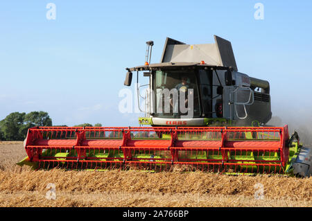 La mietitura del frumento sulla pianura costiera. Mietitrice combinato. Foto Stock