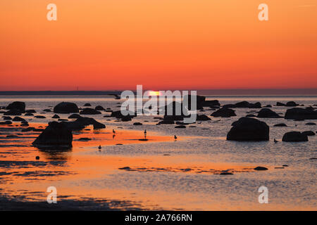 Estate tramonto sulla spiaggia rocciosa del Mar Baltico con sagome di pietre e uccelli Foto Stock