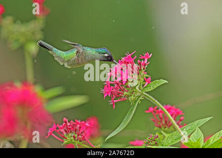Viola-guidato Hummingbird (Klais guimeti) maschio adulto alimentazione a fiore Cerro Azul, Panama Novembre Foto Stock