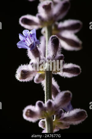 Il russo Salvia boccioli e fiori retroilluminato con candele in studio Foto Stock