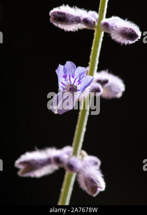 Il russo Salvia boccioli e fiori incandescente in studio Foto Stock