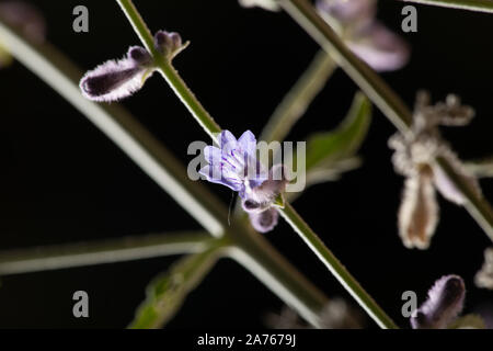 Il russo Salvia boccioli e fiori con filiali in studio Foto Stock