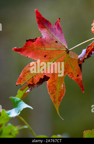 Red Maple Leaf in rosso con nervature verde e vene Foto Stock