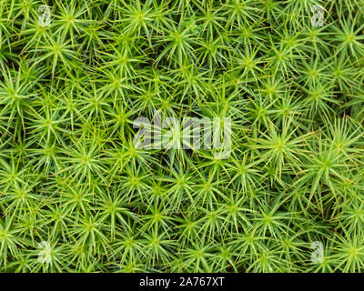 Close-up di Sphagnum moss, Shetland Scozia Scotland Foto Stock