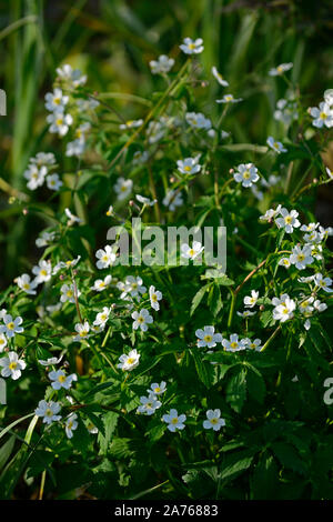 Anemone sylvestris, Snowdrop Anemone, fiori, fiore bianco,fioritura, molla, elemento di riempimento dello spazio e perenne ,RM Floral Foto Stock