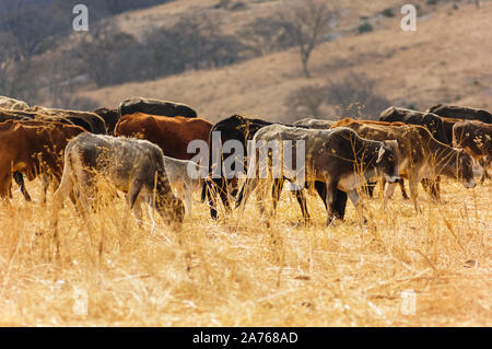 Foto delle mucche in un campo in Messico Foto Stock