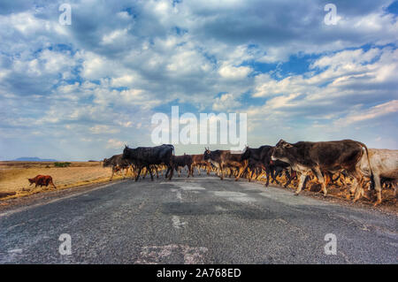 Foto delle mucche in un campo in Messico Foto Stock