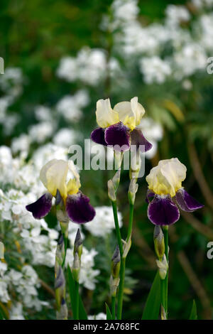 Iris , barbuto, Iris Iris germanica, panna,giallo,viola,colore,colore,bloom,fiore,fioritura,RM Floral Foto Stock