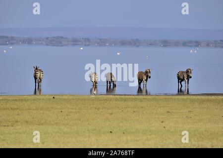 Zebre bere dal Lago Manyara Foto Stock