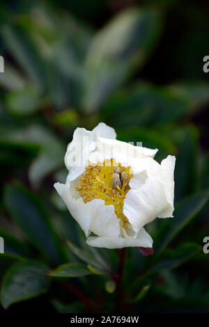 Peonia krinkled bianco,fiore bianco,fiori, Peonia,Le Peonie,fiore,fioritura,bloom,blooming,la molla,giardino,giardino,RM Floral Foto Stock