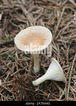 Infundibulicybe gibba (noto anche come Clitocybe gibba), imbuto comune di funghi selvatici dalla Finlandia Foto Stock