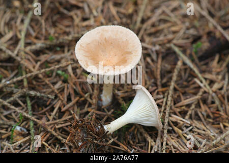 Infundibulicybe gibba (noto anche come Clitocybe gibba), imbuto comune di funghi selvatici dalla Finlandia Foto Stock