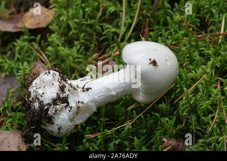 Amanita virosa, conosciuto in Europa come angelo distruttore, un micidiale fungo velenoso dalla Finlandia Foto Stock