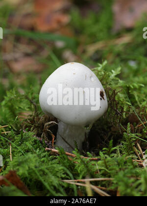 Amanita virosa, conosciuto in Europa come angelo distruttore, un micidiale fungo velenoso dalla Finlandia Foto Stock