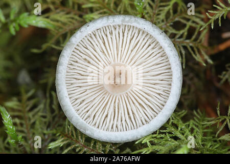 Clitocybe odora, noti come semi di anice, toadstool funnelcap anice o imbuto di anice, funghi selvatici dalla Finlandia Foto Stock